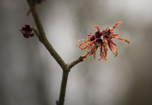 160320-ArboretumDoorn-106