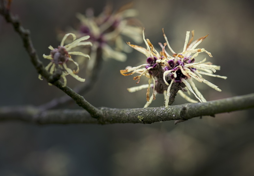 160320-ArboretumDoorn-107