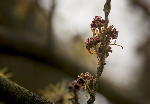 160320-ArboretumDoorn-108