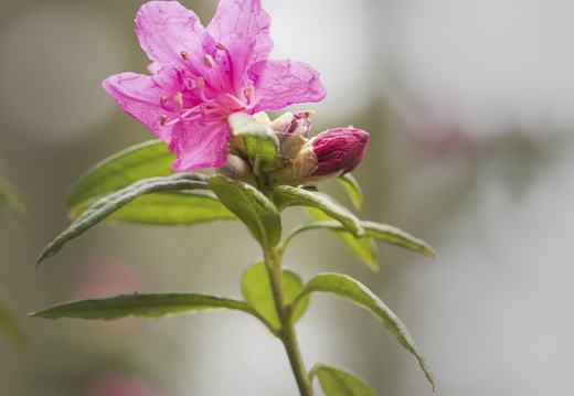 160320-ArboretumDoorn-109