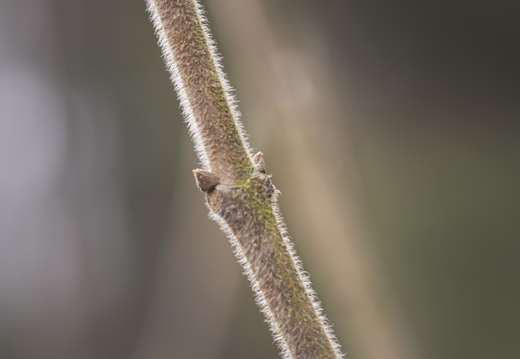 160320-ArboretumDoorn-110