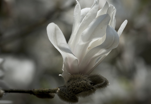 160410-Arboretum-102