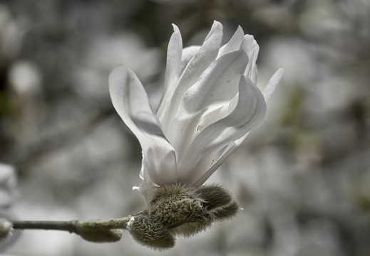 160410-Arboretum-103