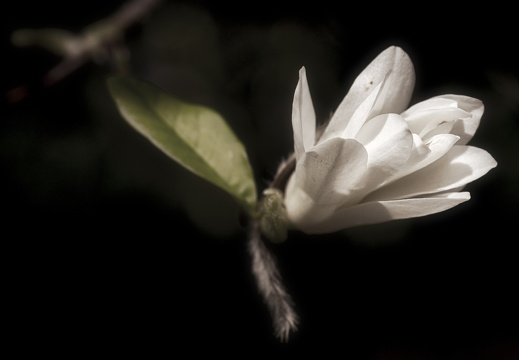 160410-Arboretum-104