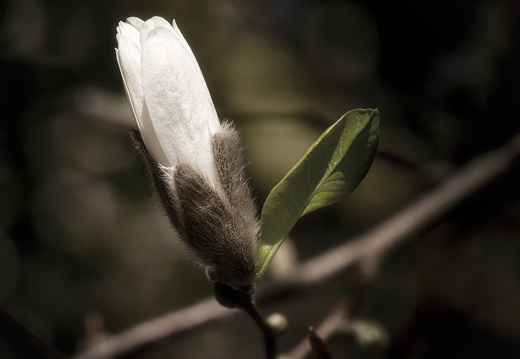 160410-Arboretum-105