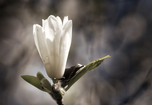 160410-Arboretum-106