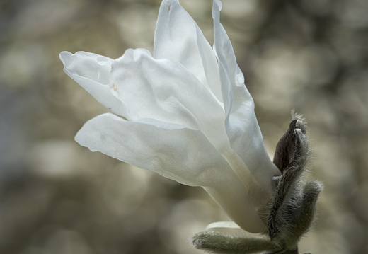 160410-Arboretum-109