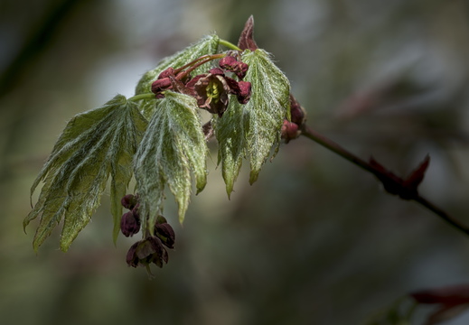 160410-Arboretum-110