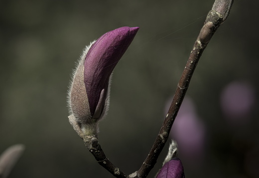 160410-Arboretum-111