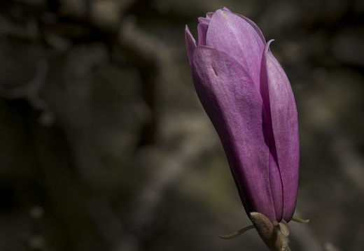 160410-Arboretum-112