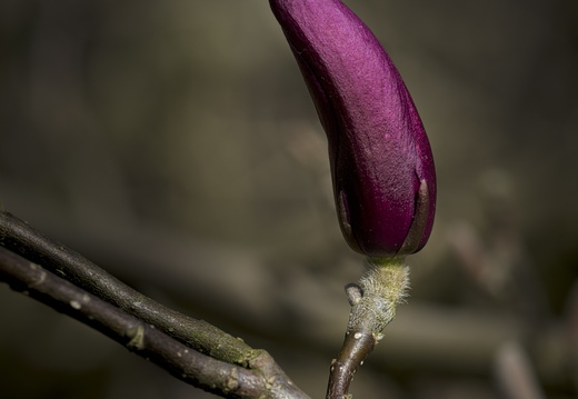 160410-Arboretum-113