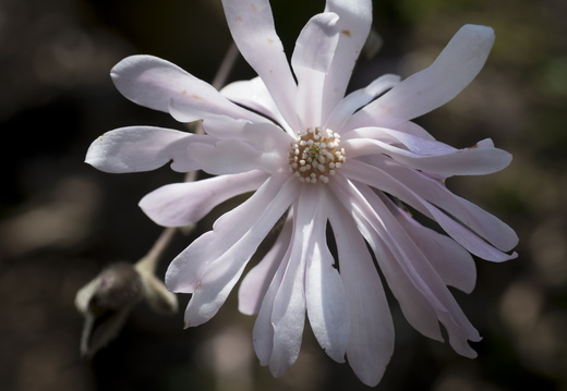 160410-Arboretum-114