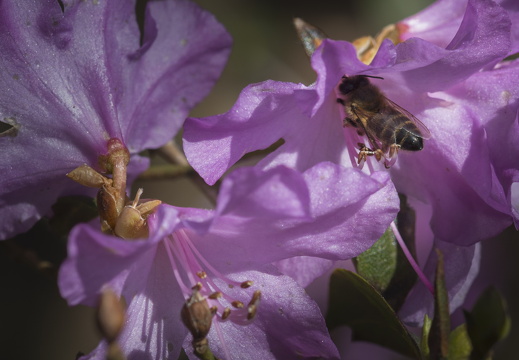 160410-Arboretum-116