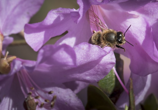 160410-Arboretum-117