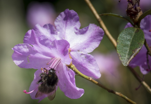 160410-Arboretum-118