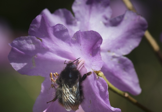 160410-Arboretum-119