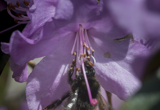 160410-Arboretum-120