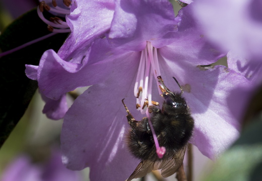 160410-Arboretum-121