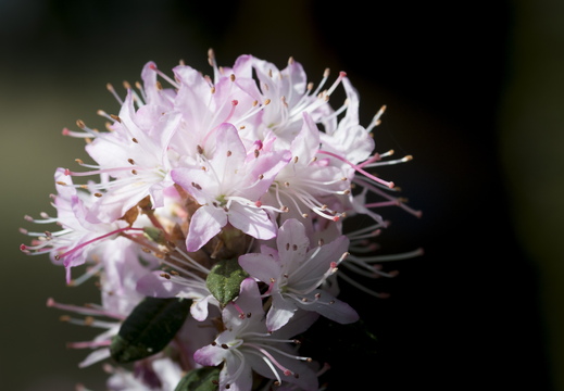 160410-Arboretum-122