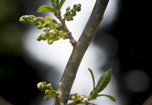 160410-Arboretum-124