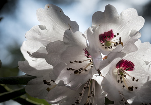 160410-Arboretum-126