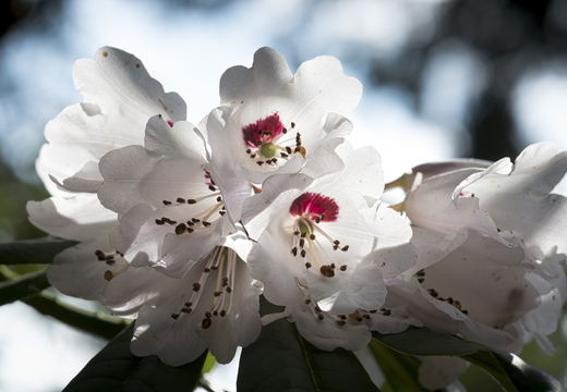 160410-Arboretum-127