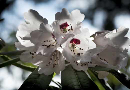 160410-Arboretum-128