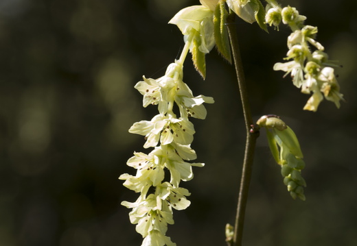 160410-Arboretum-129