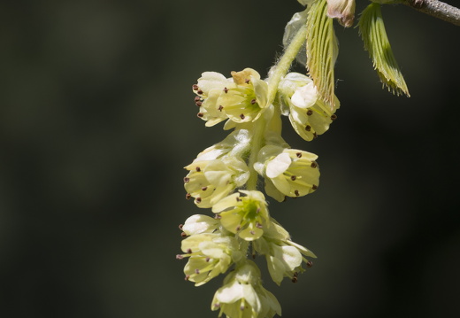 160410-Arboretum-130