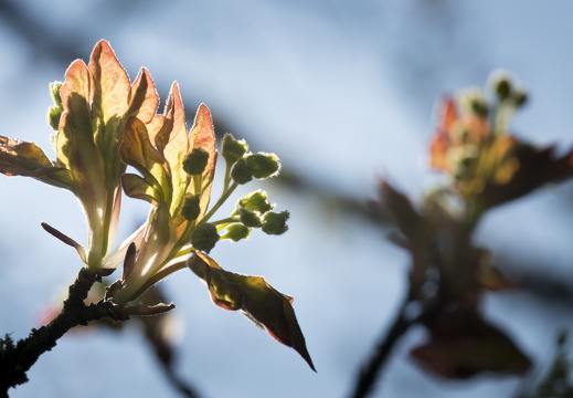 160410-Arboretum-131