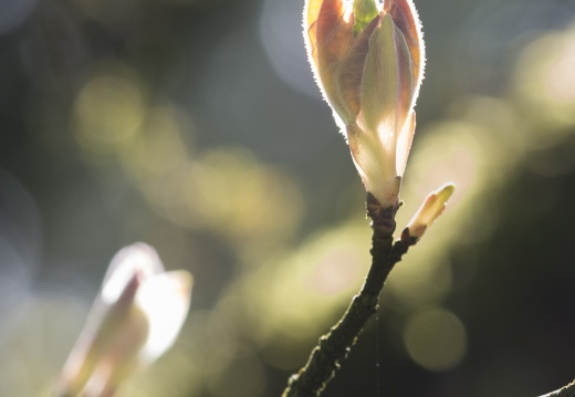 160410-Arboretum-132