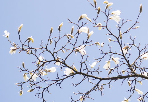 160410-Arboretum-133