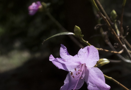 160410-Arboretum-136