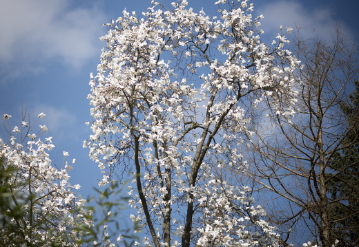 160410-Arboretum-138