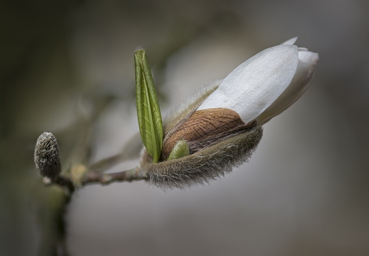 160410-Arboretum-139