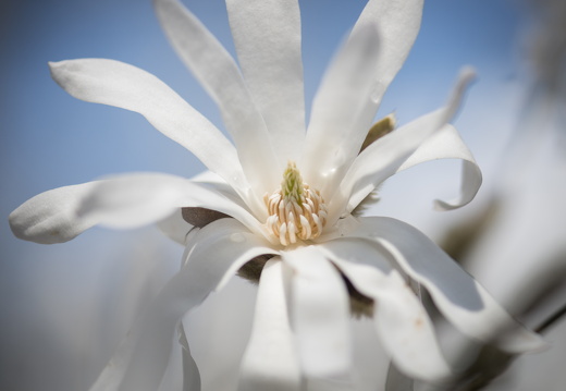 160410-Arboretum-140