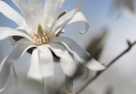 160410-Arboretum-141