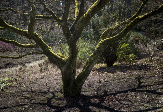 160410-Arboretum-142