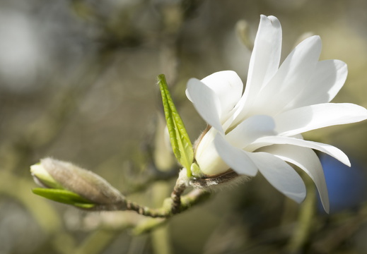 160410-Arboretum-143