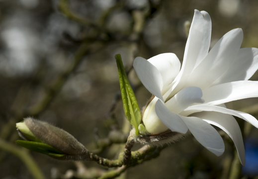 160410-Arboretum-144