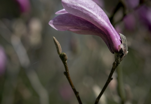 160410-Arboretum-145