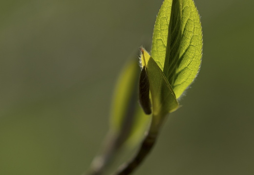 160410-Arboretum-146