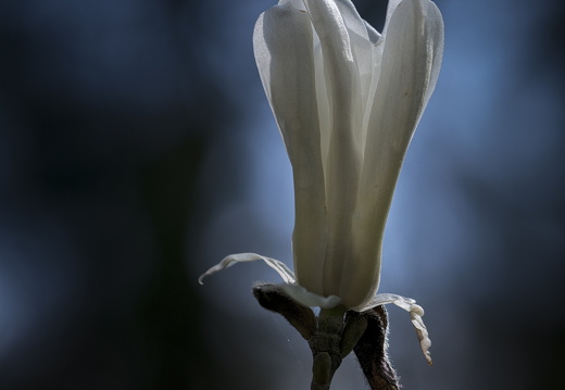 160410-Arboretum-147