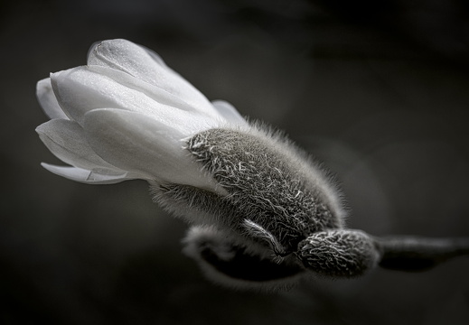 160410-Arboretum-149