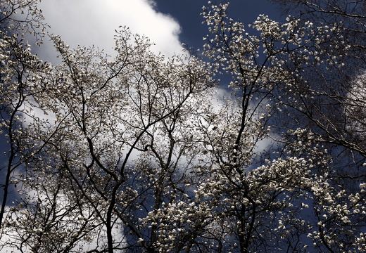 160410-Arboretum-150