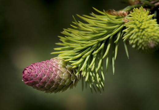 160505-Arboretum-100