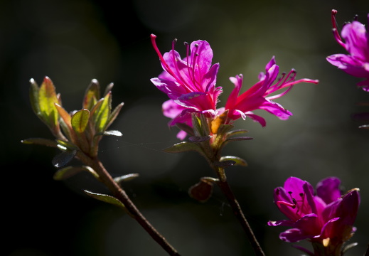 160505-Arboretum-101