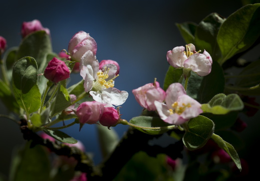 160505-Arboretum-102