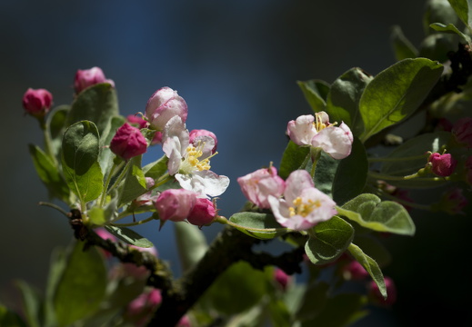 160505-Arboretum-103