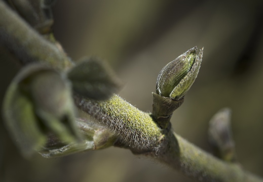 160505-Arboretum-104